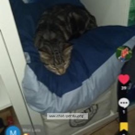 Foto 1/2 Princesse Chat perdido en Muret