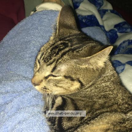 Foto 2/2 Princesse Chat perdido en Muret