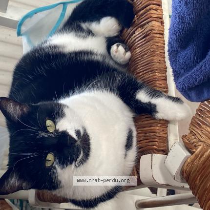 Foto 1/1 Chanel Chat perdido en Villeneuve d ascq