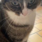 Foto del gato perdido en Saint Medard En Jalles