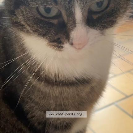 Foto 1/1 Lilou Chat perdido en Saint medard en jalles