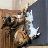 Foto del gato perdido en Saint Cyr En Retz