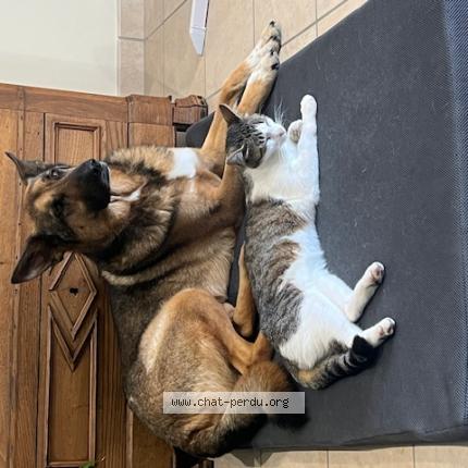 Foto 1/1 Undra Chat perdido en Saint cyr en retz