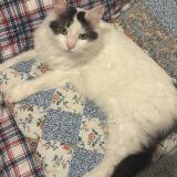 Foto del gato perdido en Saint Andre De Cubzac 33240