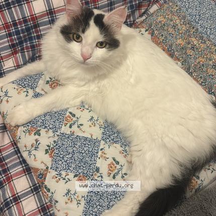 Foto 1/1 Mako Chat perdido en Saint andre de cubzac 33240