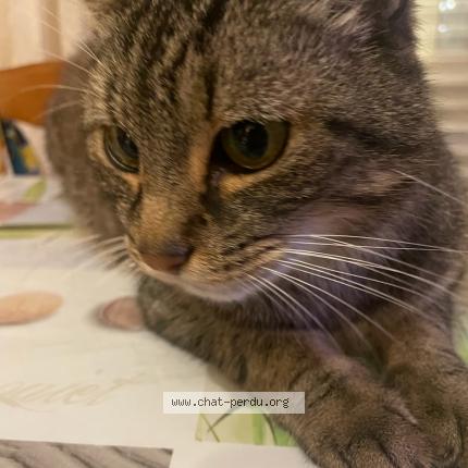 Foto 1/1 bibi Chat perdido en St sebastien sur loire