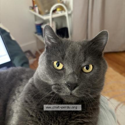 Foto 1/1 Lupin Chat perdido en Paris