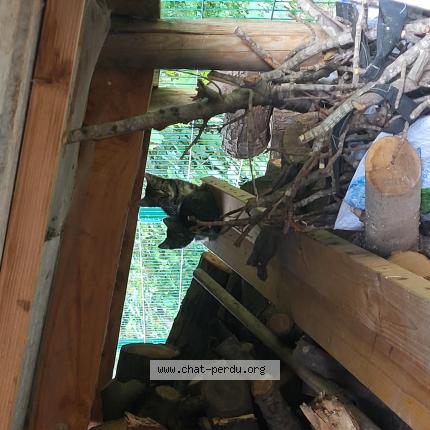 Foto 1/1 Gato encontrado Encontrado en 59120 loos france