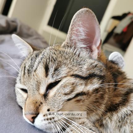 Foto 1/1 Freyja Chat perdido en Pithiviers le viel