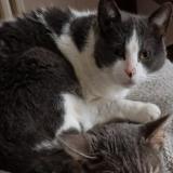 Foto del gato perdido en Chartrettes