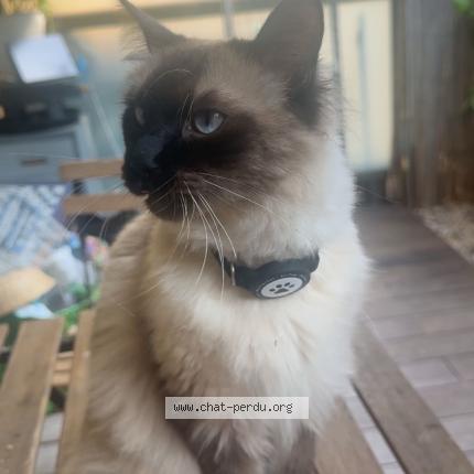 Foto 1/1 Moula Chat perdido en Lyon