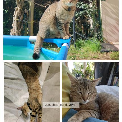 Foto 1/1 Tigrou Chat perdido en Clisson