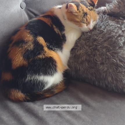 Foto 1/1 Linky Chat perdido en Beauzelle