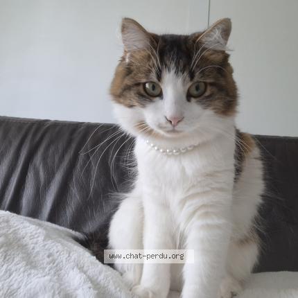 Foto 2/2 Moka Chat perdido en Bailleul