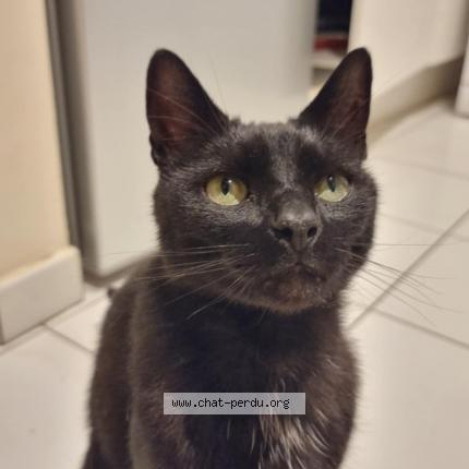 Foto 1/1 Gato encontrado Encontrado en Toulouse