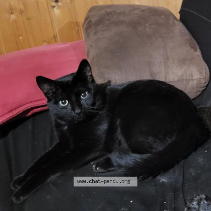 Foto 1/1 Natsu Chat perdido en Guemene penfao