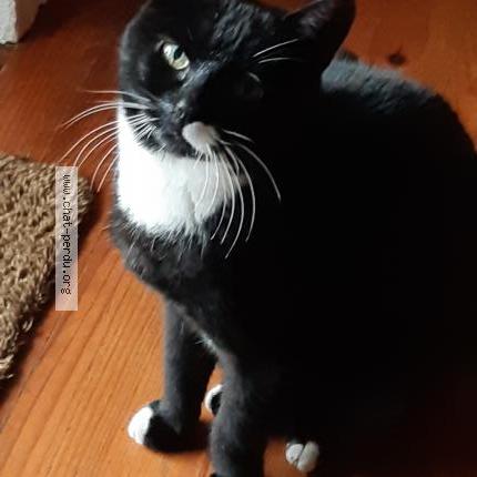 Foto 1/1 poppy Chat perdido en Bongheat