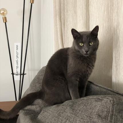 Foto 1/1 Eva Chat perdido en Marcq en baroeul