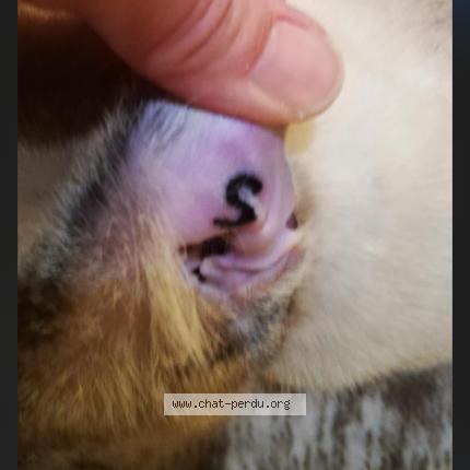 Foto 1/1 Neige Chat perdido en Ambares et lagrave