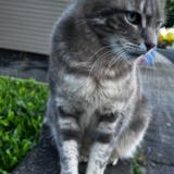 Foto del gato perdido en Chancelade