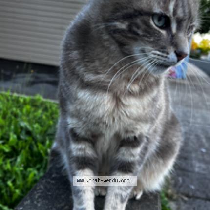 Foto 1/1 Smokie Chat perdido en Chancelade