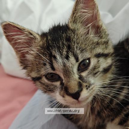 Foto 1/1 Gato encontrado Encontrado en Menthonnex sous clermont