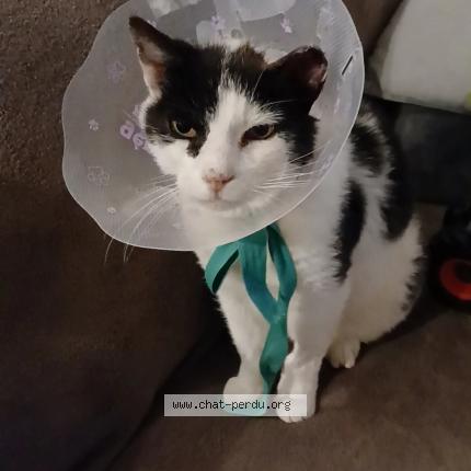 Foto 1/1 Mimichat Chat perdido en Cormoranche sur saone