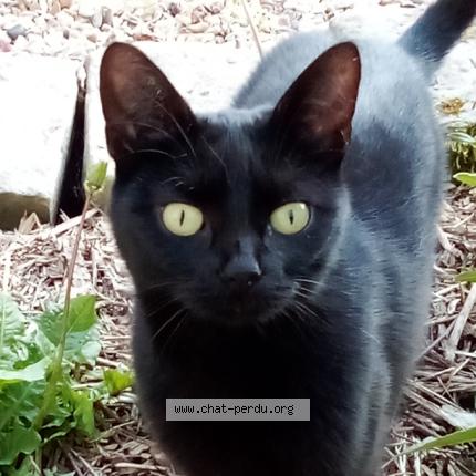 Foto 1/1 Hinata Chat perdido en Courcelles sur viosne