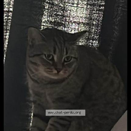 Foto 1/1 Nala Chat perdido en Bruxelles