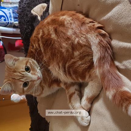 Foto 1/1 Moka Chat perdido en L isle adam