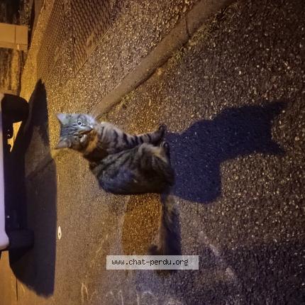 Foto 1/1 Gato encontrado Encontrado en Savigny sur orge