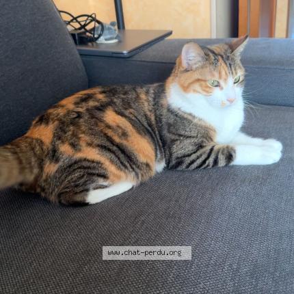 Foto 1/1 Boulette Chat perdido en Anduze