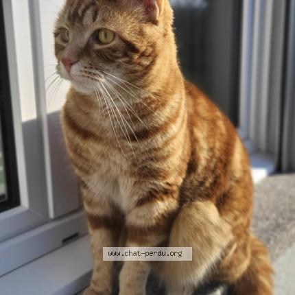 Foto 1/1 Harvey Chat perdido en Sorvilier