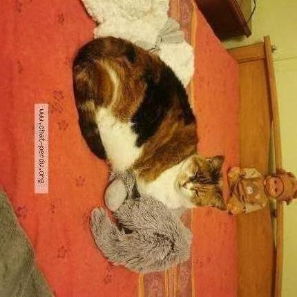 Foto 1/1 Bebe Chat perdido en Saint sulpice de pommeray