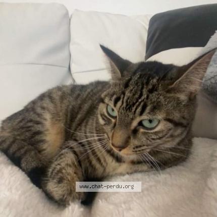 Foto 1/1 Juliette Chat perdido en Mirabel