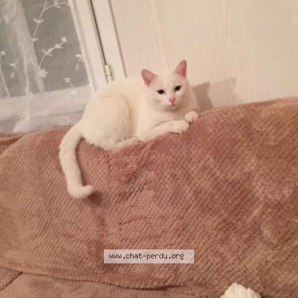 Foto 1/1 Mimine Chat perdido en Blaslay