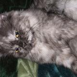 Foto del gato perdido en Lahore