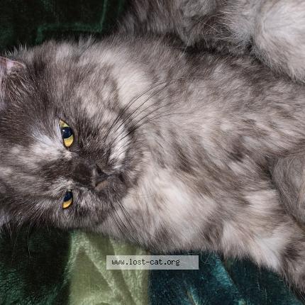 Foto 1/1 Stella Chat perdido en Lahore