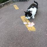 Foto de gato encontrado en Saint Saulve