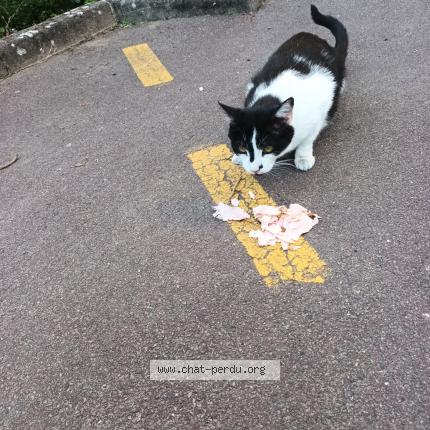 Foto 1/1 Gato encontrado Encontrado en Saint saulve