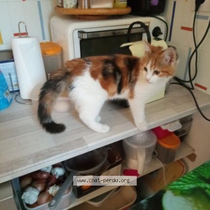Foto 1/1 Minette Chat perdido en Saint quentin