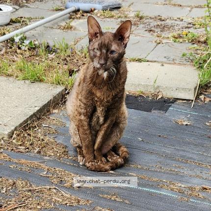 Foto 1/1 Spoke Chat perdido en Saint jean sur richelieu