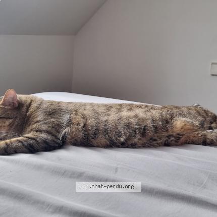 Foto 1/1 HAYDUT Chat perdido en Chateauroux