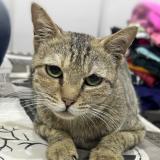 Foto del gato perdido en Ulhasnagar