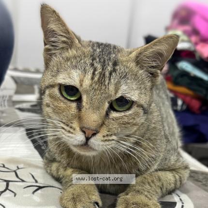 Foto 1/1 Billu Chat perdido en Ulhasnagar