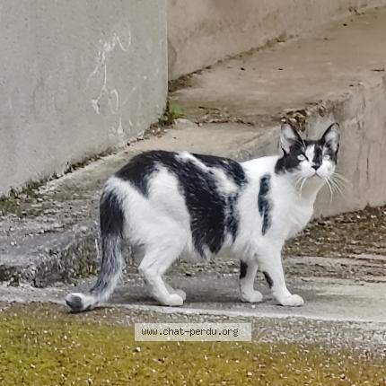 Foto 1/1 Gato encontrado Encontrado en Lons le saunier