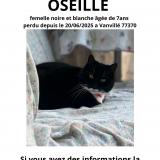 Foto del gato perdido en Vanville