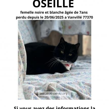 Foto 1/1 Oseille Chat perdido en Vanville