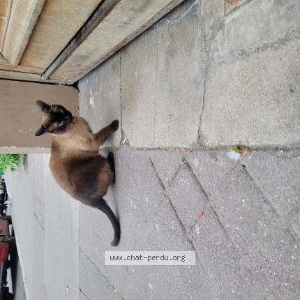 Foto 1/1 Gato encontrado Encontrado en Paris