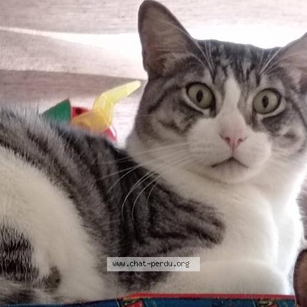 Foto 1/2 Fidel Chat perdido en Serris